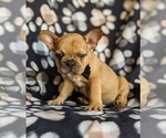 Small Photo #5 French Bulldog Puppy For Sale in CHRISTIANA, PA, USA