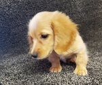 Small Photo #2 Dachshund Puppy For Sale in FAYETTEVILLE, TN, USA