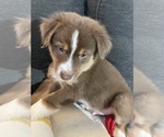 Puppy Mylo Australian Shepherd