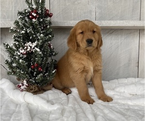 Golden Retriever Puppy for sale in FREDERICKSBURG, OH, USA