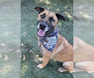 Otis - Male Mutt Dog for Adoption - Photo #2