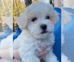 Small Photo #1 Zuchon Puppy For Sale in SAN DIEGO, CA, USA