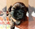 Puppy Tango Shih Tzu