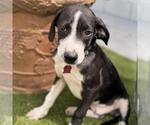 Small #7 Labrador Retriever Mix