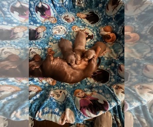 Dachshund Puppy for sale in NORTONVILLE, KS, USA