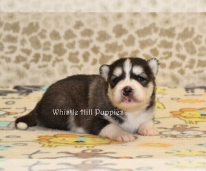 Pomsky Puppy for sale in DENVER, PA, USA