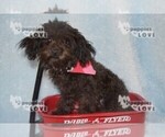 Small Photo #5 Poodle (Toy) Puppy For Sale in SANGER, TX, USA