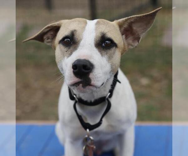 Medium Photo #1 Labrador Retriever-Unknown Mix Puppy For Sale in San Antonio, TX, USA