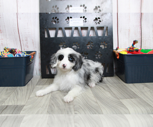 Aussie-Poo-Aussiedoodle Miniature Mix Puppy for sale in MARIETTA, GA, USA