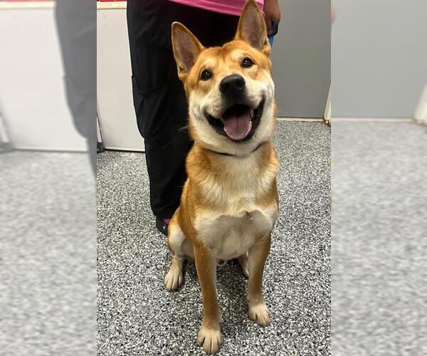 Medium Photo #3 Shiba Inu-Unknown Mix Puppy For Sale in Rosenberg, TX, USA