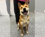 Small #2 Shiba Inu Mix