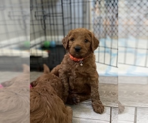 Goldendoodle (Miniature) Puppy for sale in NORTHVILLE, MI, USA