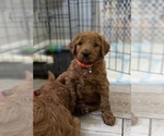 Small Photo #1 Goldendoodle (Miniature) Puppy For Sale in NORTHVILLE, MI, USA