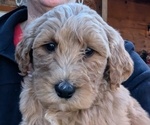 Puppy CLARICE Goldendoodle-Poodle (Standard) Mix