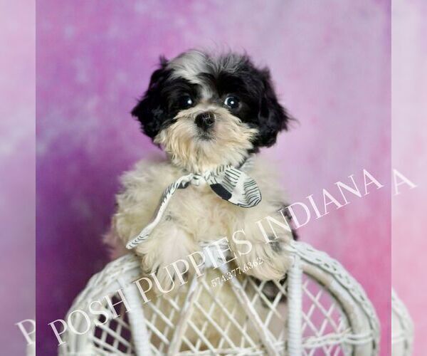 Medium Photo #1 Maltipoo (Miniature) Puppy For Sale in WARSAW, IN, USA