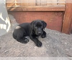 Small #1 Labrador Retriever