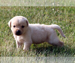 Small Photo #5 Labrador Retriever Puppy For Sale in ALL HEALING SPRINGS, NC, USA