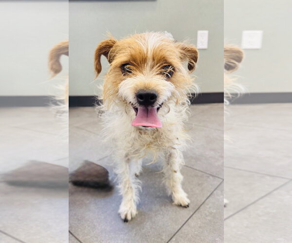 Medium Photo #3 Mutt Puppy For Sale in Marina Del Rey, CA, USA