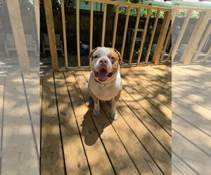 American Bulldog Dogs for adoption in Miami, FL, USA