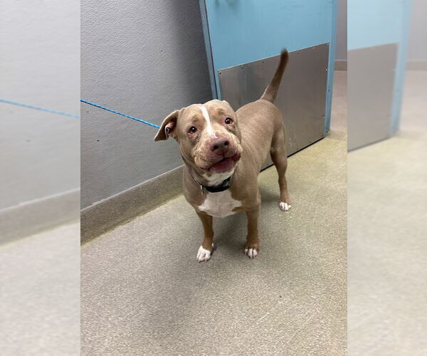 Medium Photo #1 Mutt Puppy For Sale in Las Vegas, NV, USA