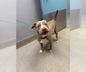 Mutt Dogs for adoption in Las Vegas, NV, USA