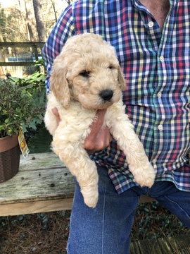 Medium Photo #6 Labradoodle Puppy For Sale in KATY, TX, USA