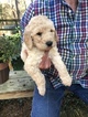 Small Photo #6 Labradoodle Puppy For Sale in KATY, TX, USA