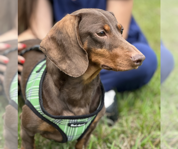 Medium Photo #3 Dachshund Puppy For Sale in Weston, FL, USA