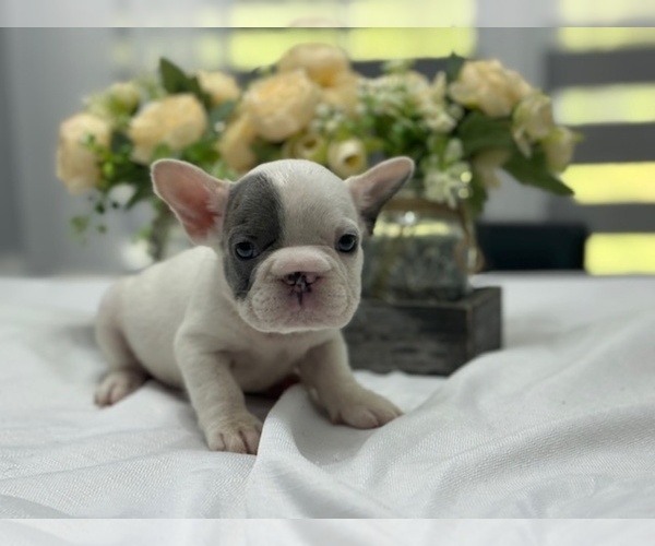 Medium Photo #1 French Bulldog Puppy For Sale in POWHATAN, VA, USA