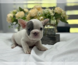 French Bulldog Puppy for sale in POWHATAN, VA, USA
