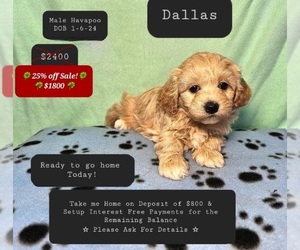 Poovanese Puppy for sale in TUCSON, AZ, USA