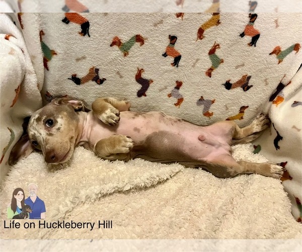 Medium Photo #7 Dachshund Puppy For Sale in LAKEBAY, WA, USA