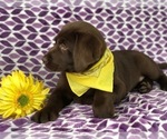 Small Photo #9 Labrador Retriever Puppy For Sale in EAST EARL, PA, USA