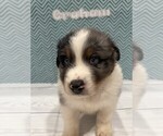 Puppy Graham Australian Shepherd