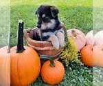 Small Photo #6 Australian Cattle Dog-German Shepherd Dog Mix Puppy For Sale in BRIDGEWATER, VA, USA