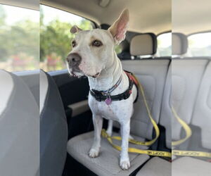 American Pit Bull Terrier-American Staffordshire Terrier Mix Dogs for adoption in Aurora, CO, USA
