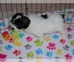 Small Photo #4 La-Chon Puppy For Sale in ORO VALLEY, AZ, USA