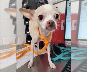 Chihuahua Dogs for adoption in San Bernardino, CA, USA