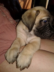 Mastiff Puppy for sale in LAS VEGAS, NV, USA