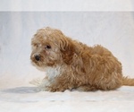 Small #17 Cockapoo (Miniature)