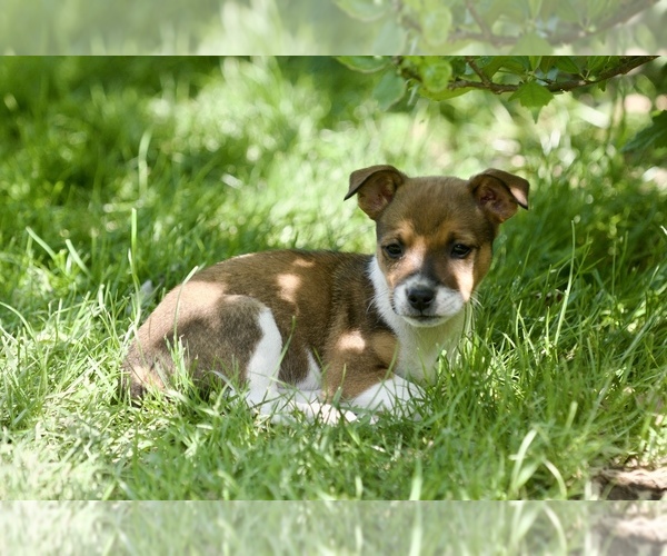 Medium Photo #3 Australian Shepherd-Jack Russell Terrier Mix Puppy For Sale in ORRVILLE, OH, USA