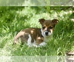 Small #2 Australian Shepherd-Jack Russell Terrier Mix