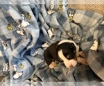 Small Photo #28 Australian Shepherd Puppy For Sale in EUSTIS, FL, USA