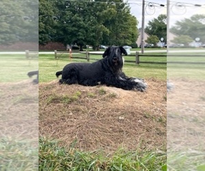 Mother of the Schnauzer (Giant) puppies born on 11/13/2025