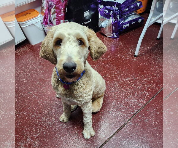 Medium Photo #5 Goldendoodle Puppy For Sale in Fargo, ND, USA