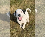 Small #2 Labrador Retriever Mix