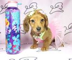 Small Photo #17 Dachshund Puppy For Sale in LAS VEGAS, NV, USA