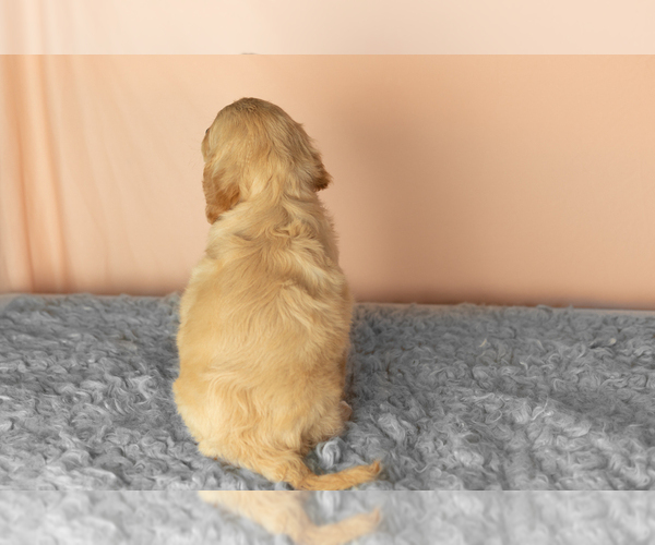 Medium Photo #5 Golden Cavadoodle Puppy For Sale in MILLERSBURG, IN, USA