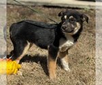 Small Photo #2 Collie-Labrador Retriever Mix Puppy For Sale in Yardley, PA, USA