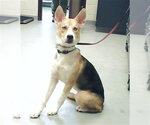 Small Siberian Husky Mix